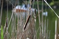 Wld Cattail or Bulrush, Typha, 5. Royalty Free Stock Photo