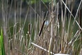 Wld Cattail or Bulrush, Typha, 7. Royalty Free Stock Photo