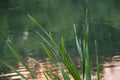 Typha. Yaroslavl. Warm evening in Neftyanik Park. Park refinery. Reflection of colorful sunset in the lake. Peace and quiet Royalty Free Stock Photo