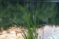 Typha. Yaroslavl. Warm evening in Neftyanik Park. Park refinery. Reflection of colorful sunset in the lake. Peace and quiet Royalty Free Stock Photo