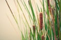 Typhaceae flowering plant named Cattail close-up near muddy lage