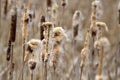 Typhaceae Reed plants