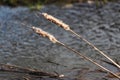 Typhaceae in winter day. Water in the background