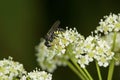Typhiid wasp on white poison hemlock flowers in Connecticut.