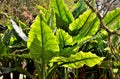 Typhonodorum lindleyanum growing in the pond in the city park Royalty Free Stock Photo