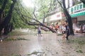 Typhoon blow down trees