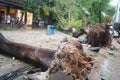 Typhoon blow down trees