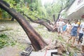 Typhoon blow down trees