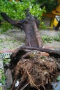 Typhoon blow down trees