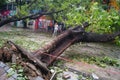 Typhoon blow down trees