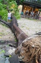 Typhoon blow down trees