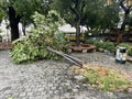 2020 Typhoon Higos Attack Macau Street Typhoon Signal 10 Tropical Cyclone Storm Knockdown Tree Motorcycles Aftermath Macao China