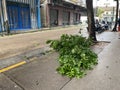 2020 Typhoon Higos Attack Macau Street Typhoon Signal 10 Tropical Cyclone Storm Knockdown Tree Motorcycles Aftermath Macao China