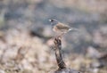 Dark - Eyed Junco - Male perched on Stump Royalty Free Stock Photo