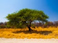 Typical african acacia tree