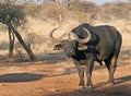 Typical African Buffalo