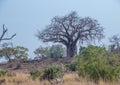 Typical African landscape setting with a baobab tree and antelope Royalty Free Stock Photo
