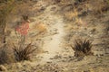 A typical African road in the countryside is dry land and sun-scorched savannah with surviving aloe plants with thorns Royalty Free Stock Photo