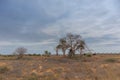 Typical African tree known as Imbondeiro. African plain. Angola. Royalty Free Stock Photo