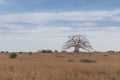 Typical African tree known as Imbondeiro. African plain. Angola. Royalty Free Stock Photo