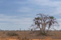 Typical African tree known as Imbondeiro. African plain. Angola. Royalty Free Stock Photo