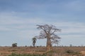 Typical African tree known as Imbondeiro. African plain. Angola. Royalty Free Stock Photo