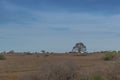 Typical African tree known as Imbondeiro. African plain. Angola. Royalty Free Stock Photo