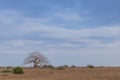 Typical African tree known as Imbondeiro. African plain. Angola. Royalty Free Stock Photo