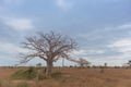 Typical African tree known as Imbondeiro. African plain. Angola. Royalty Free Stock Photo