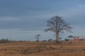 Typical African tree known as Imbondeiro. African plain. Angola. Royalty Free Stock Photo