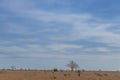 Typical African tree known as Imbondeiro. African plain. Angola. Royalty Free Stock Photo