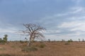 Typical African tree known as Imbondeiro. African plain. Angola. Royalty Free Stock Photo