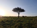 Typical African trees in the savannah of the Masai Mara Park in Kenya