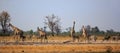 Landscape image of a vibrant waterhole with a tower of Giraffes drinking next to some zebra Royalty Free Stock Photo