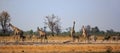 Panoramic view of a vibrant waterhole with Giraffe, zebra and sable antelope - Hwange National Park Royalty Free Stock Photo