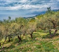 Typical Albanian landscape of Adriatic shore with olive garden.