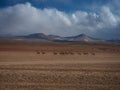 Typical Altiplano Andes mountain landscape panorama with a group herd of wild Vicunas animal in Sur Lipez Potosi Bolivia