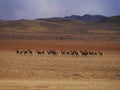 Typical Altiplano Andes mountain landscape panorama with a group herd of wild Vicunas animal in Sur Lipez Potosi Bolivia