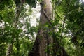 Kapok Tree, Ceiba Pentandra, Ecuador Royalty Free Stock Photo