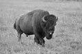 The typical American Bison in the Yellowstone National Park