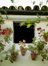 Typical Andalusian postcard with plants and clay flowerpots