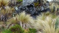 Grass pÃÂ¡ramo plants in Cajas, Ecuador Royalty Free Stock Photo