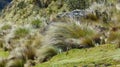 Grass pÃÂ¡ramo - Calamagrostis intermedia plant, Ecuador Royalty Free Stock Photo