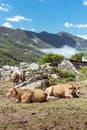 Typical Asturian cows lying down resting in the braÃÂ±a of the mountain pass of San Isidro in Asturias Spain.The photo is taken on Royalty Free Stock Photo