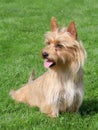 Typical Australian Silky Terrier in the garden Royalty Free Stock Photo