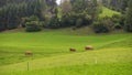 Typical Austrian landscape with cows