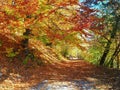 Autumn colours in Romania Royalty Free Stock Photo