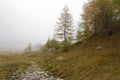 Alpin Larchs amidst the fog. Royalty Free Stock Photo