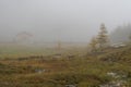 Alpin Larchs amidst the fog. Royalty Free Stock Photo