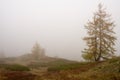 Alpin Larchs amidst the fog. Royalty Free Stock Photo